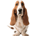 Hush Puppies